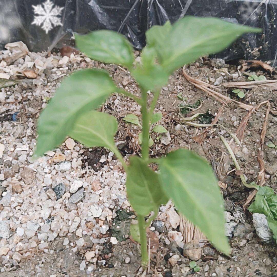 沙陇修正带加工厂