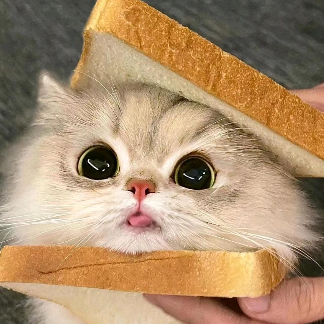 蜜罐小猫