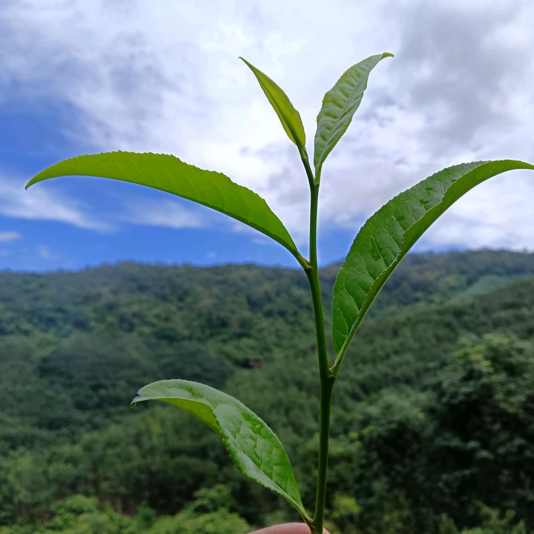 佛系•拓跋玉🌱【一个内向🉐爱茶姑娘】
