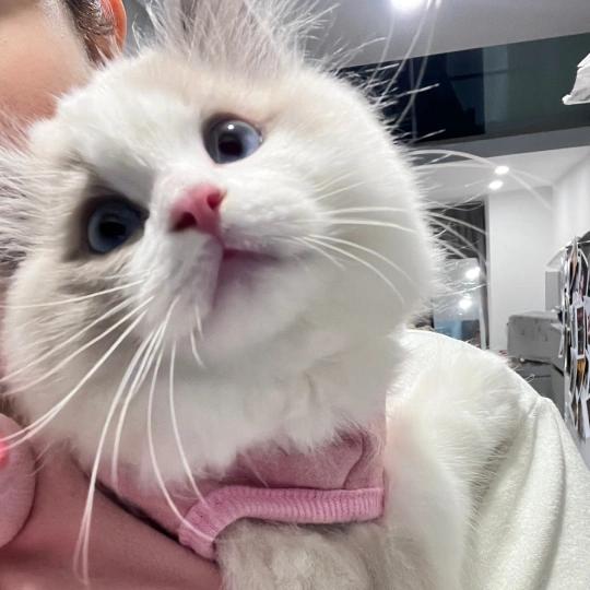 猪贝贝好货铺