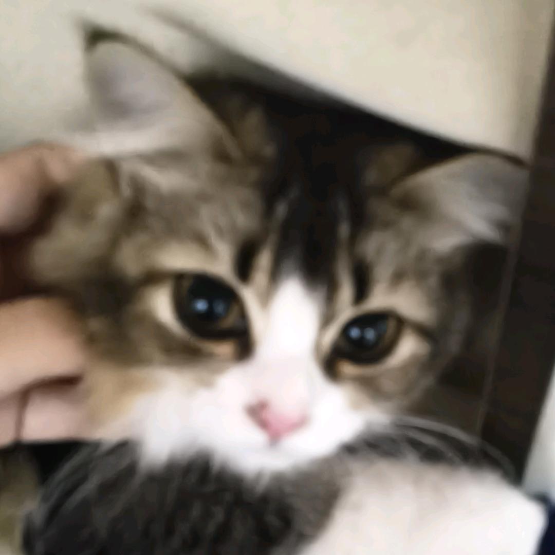土豆泥ni