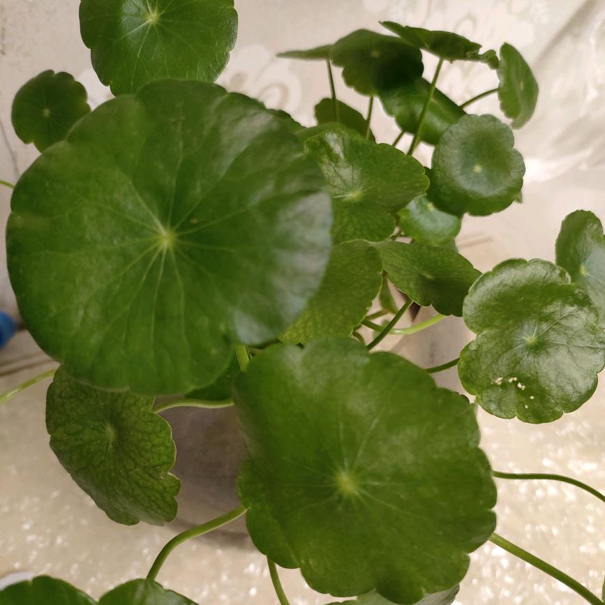 卖房子的何可人