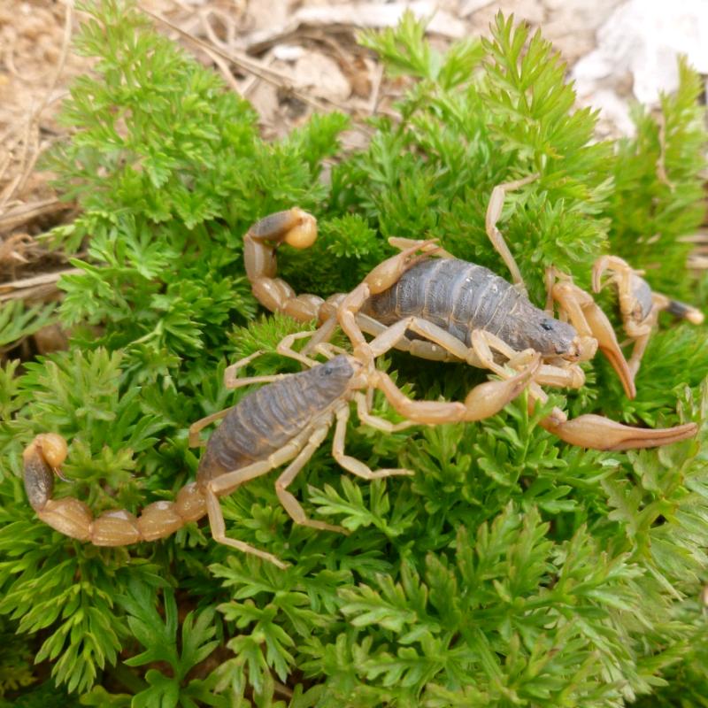 蝎子产品批发店