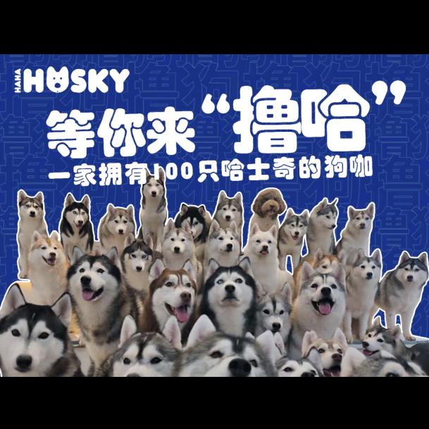哈哈哈士奇(丽江咖啡营地)官方号