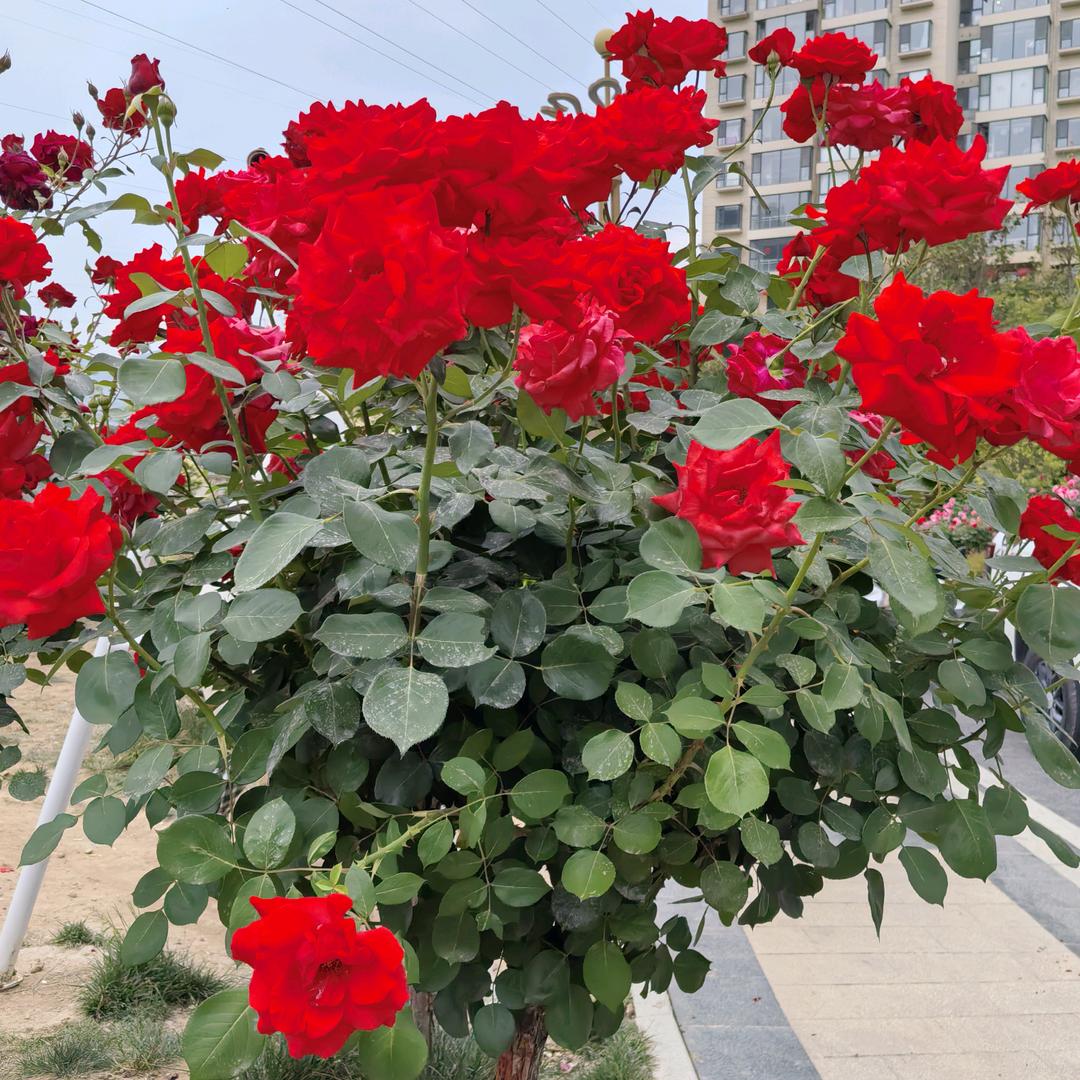 春暖花开。
