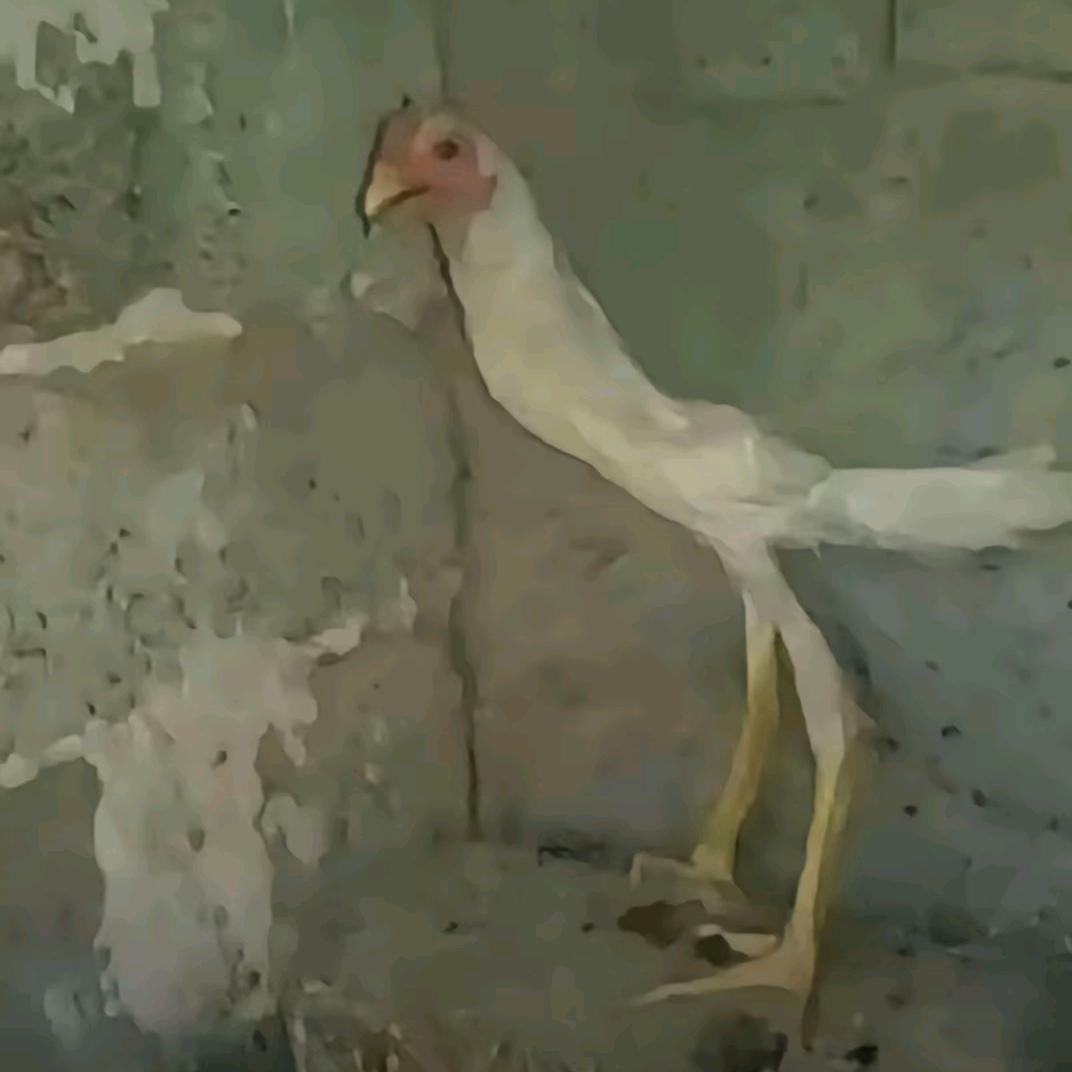 爱人如己