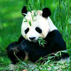 我想有个家