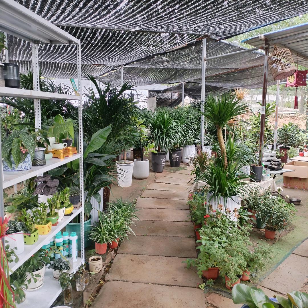 大龙花房