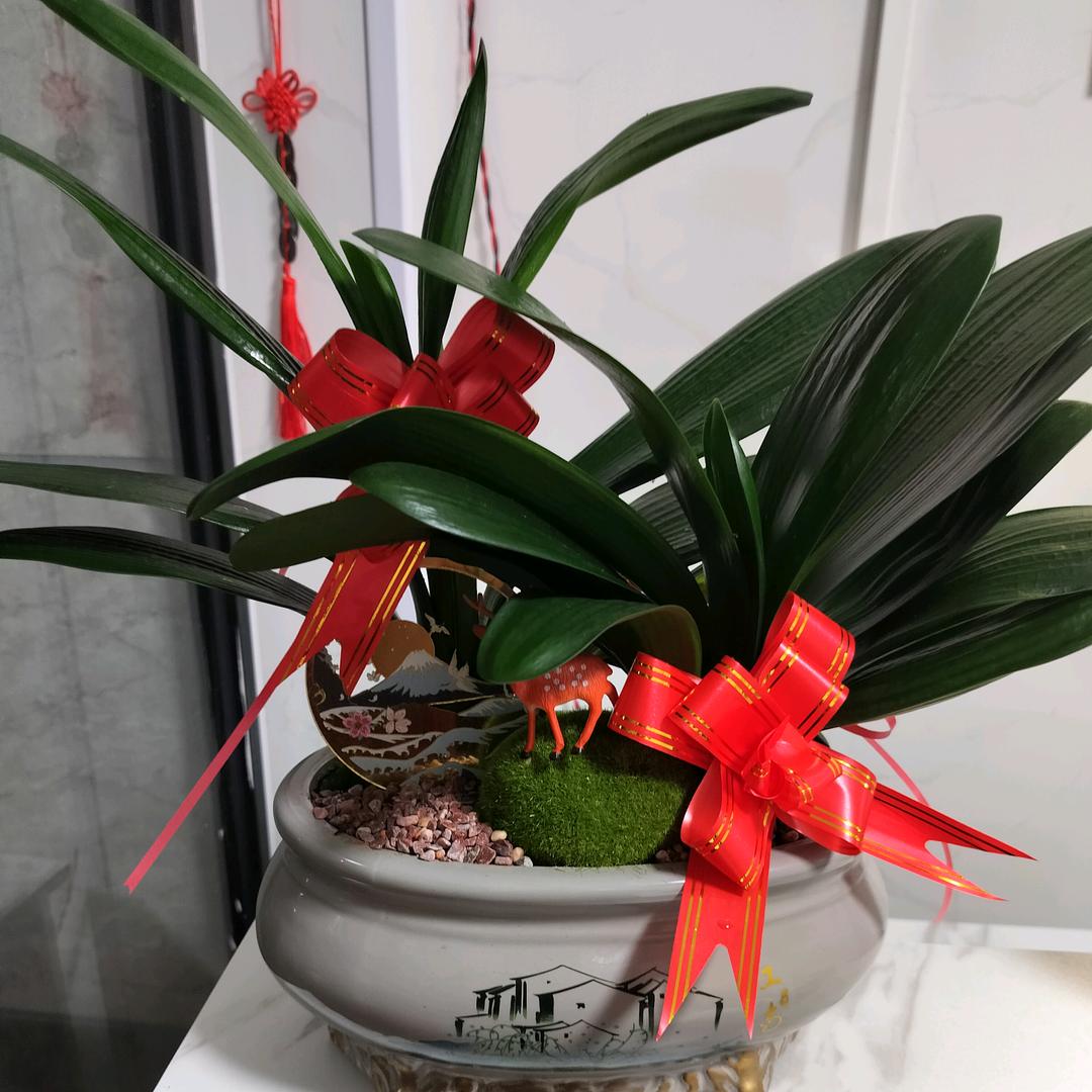 淡然的微笑藏着伤