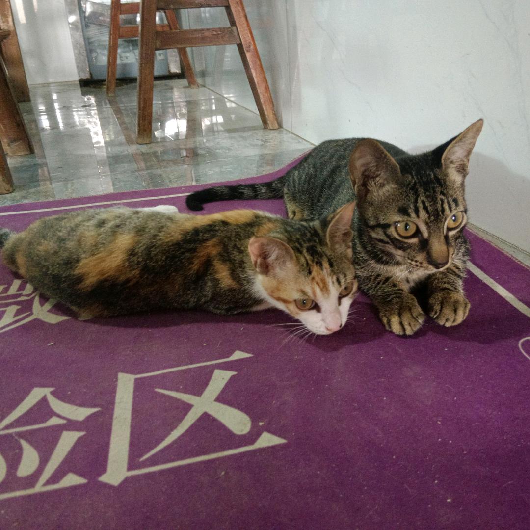 🐱狸花猫三明治和巧克力
