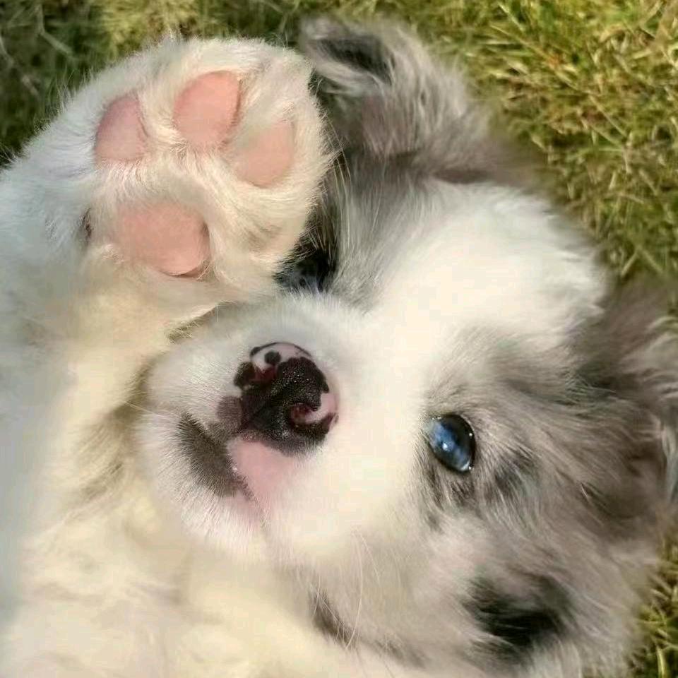 宁夏宠物源头狗场客服01