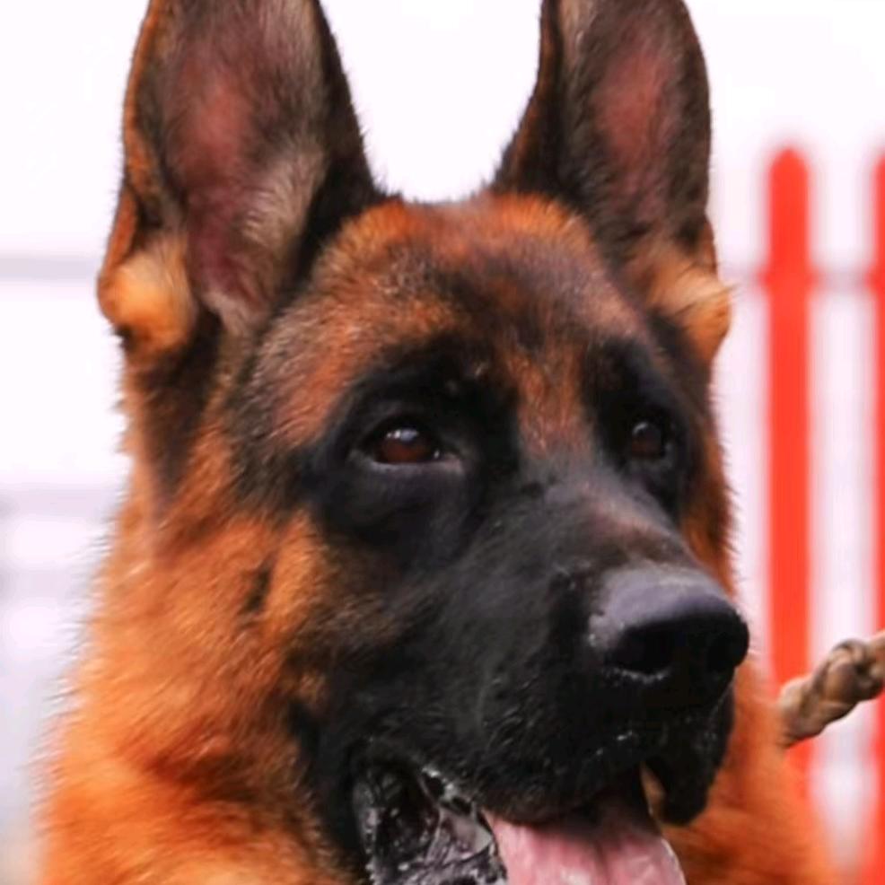 家有德牧的生活