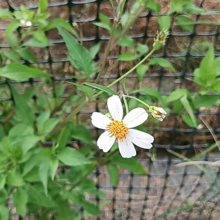 花开富贵！！！