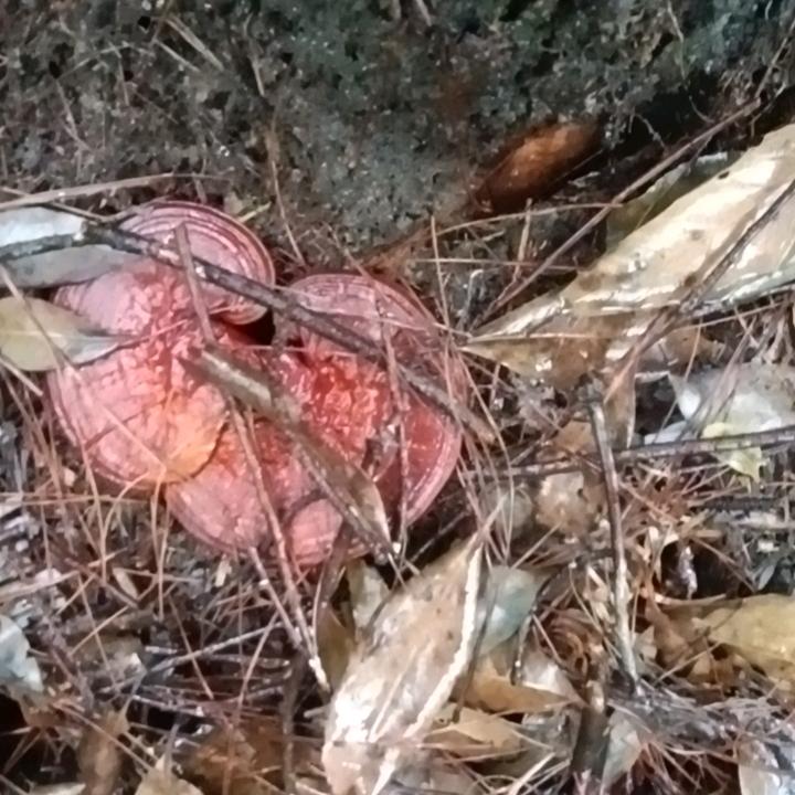 龙哥山货