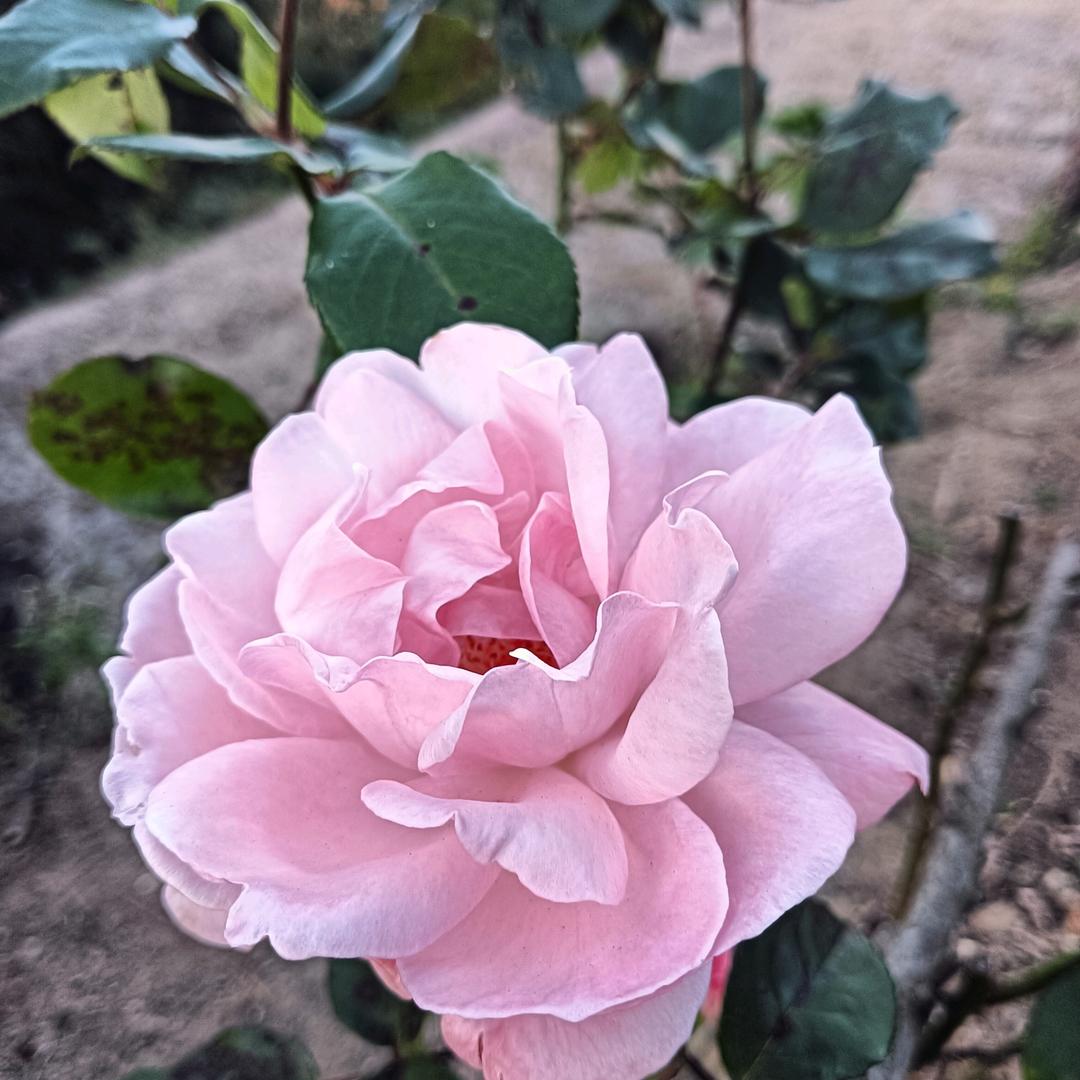 相绘人间来相绘