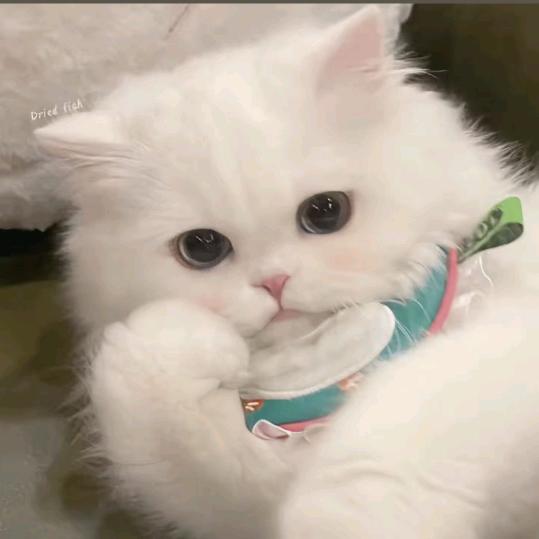 不懒懒喵