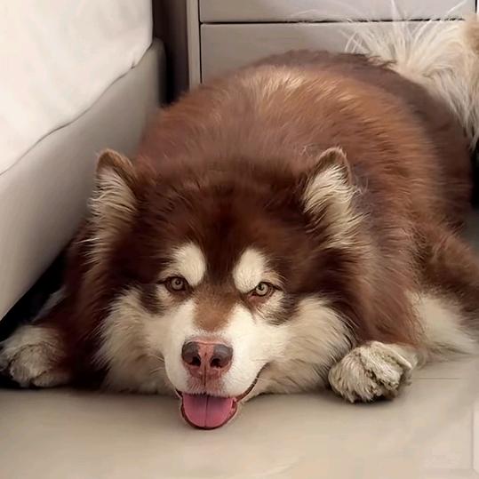 楪析