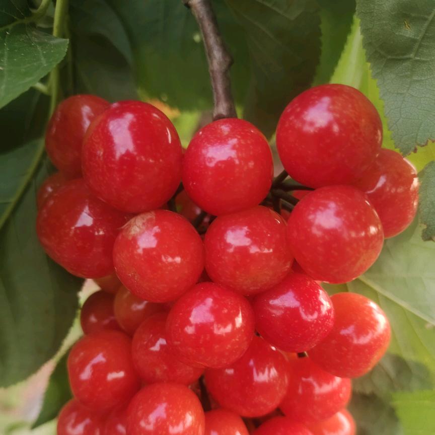 江川区安化烂泥箐樱桃采摘