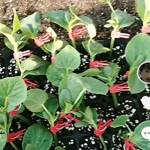 专业嫁接，码白菜，西瓜燕子