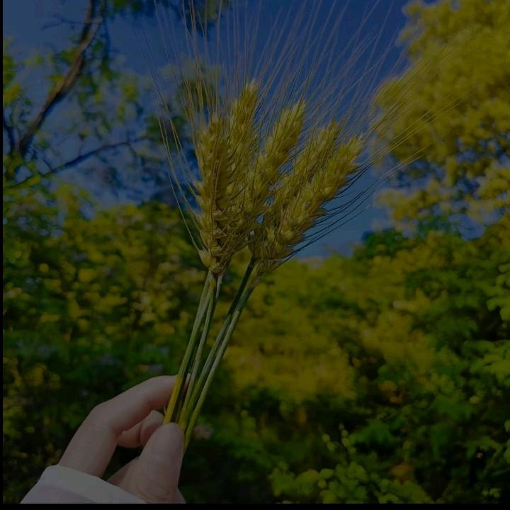 哥依然潇洒