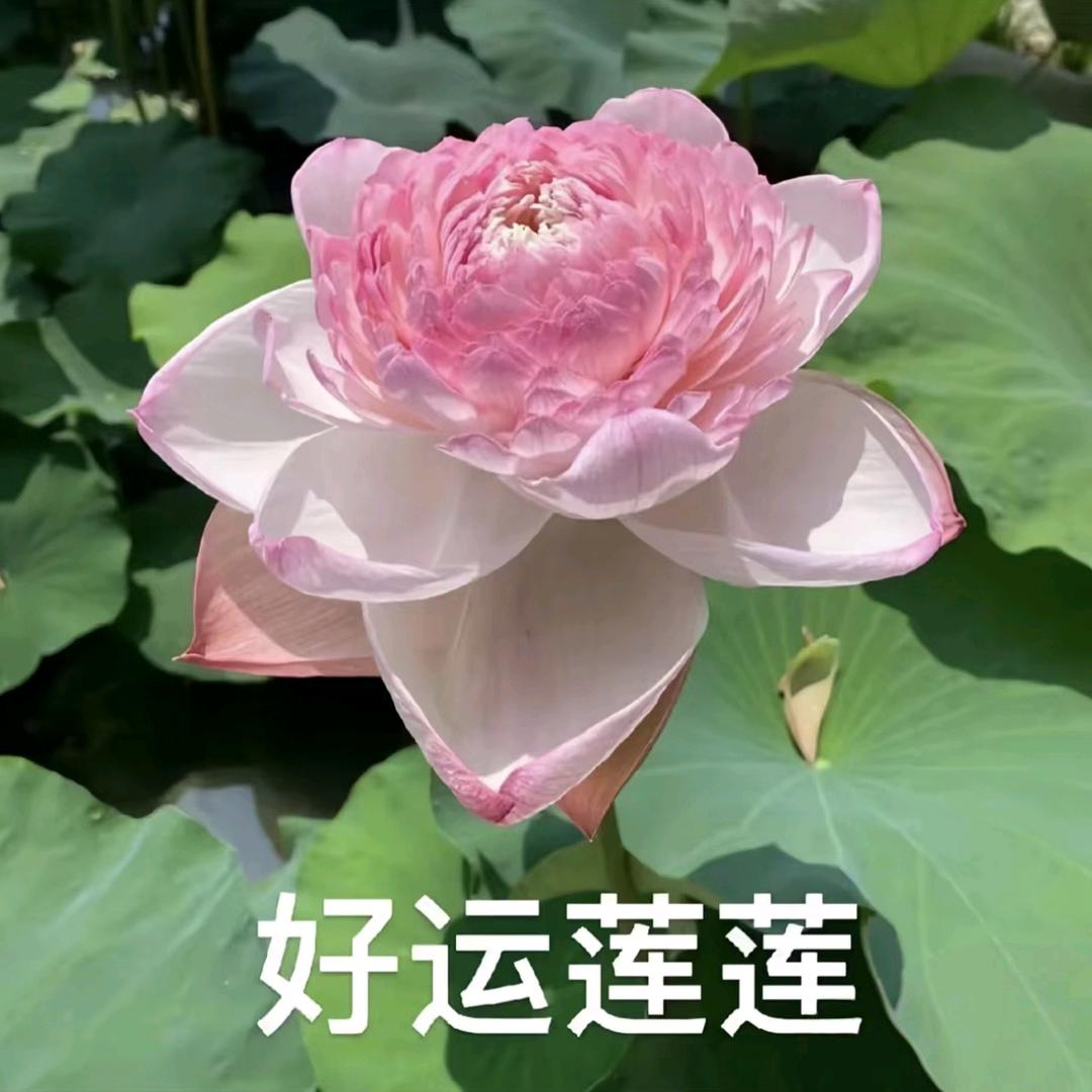 一帆风顺🍎