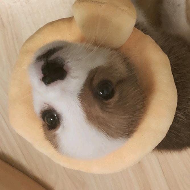 江北小钢炮。头像