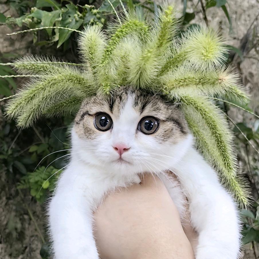 大壮的元宝