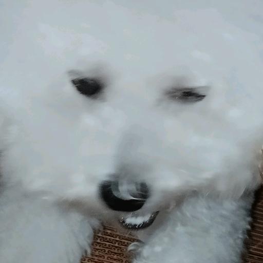 赵成鹏