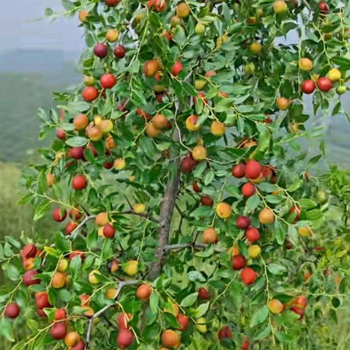 小白龙