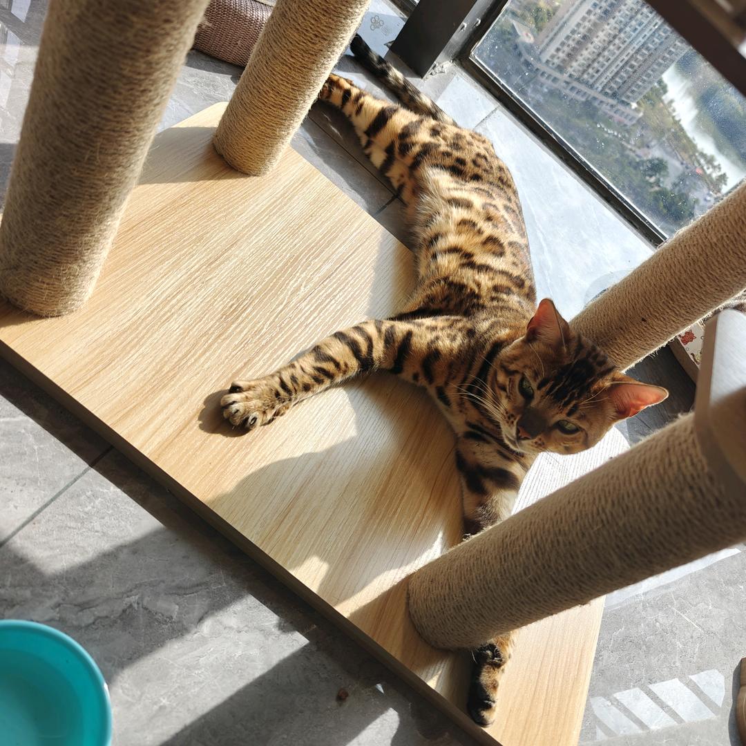 🐱申小宝