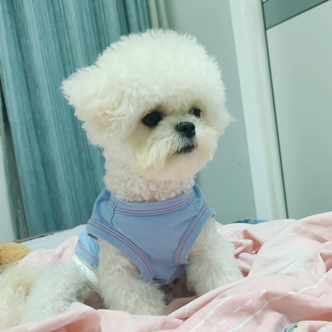 逗包是只马尔比