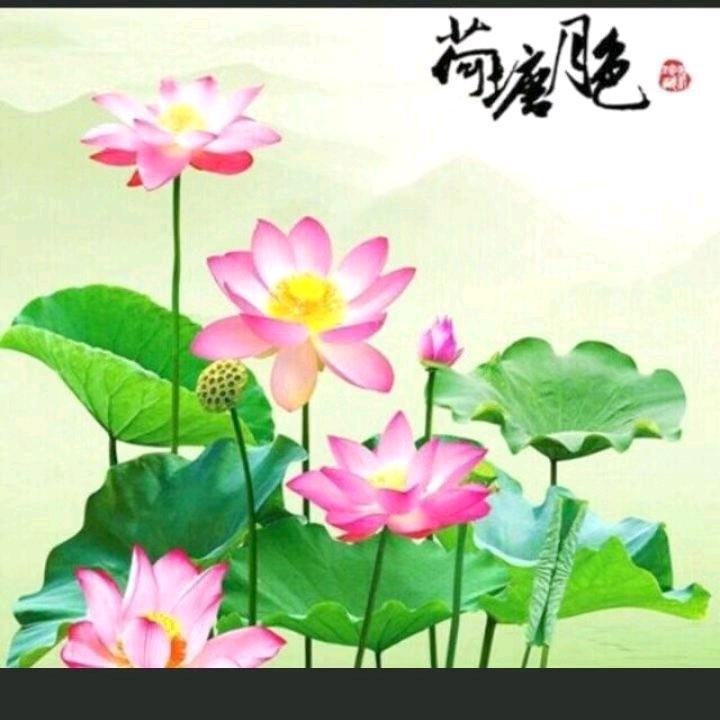 善人好运