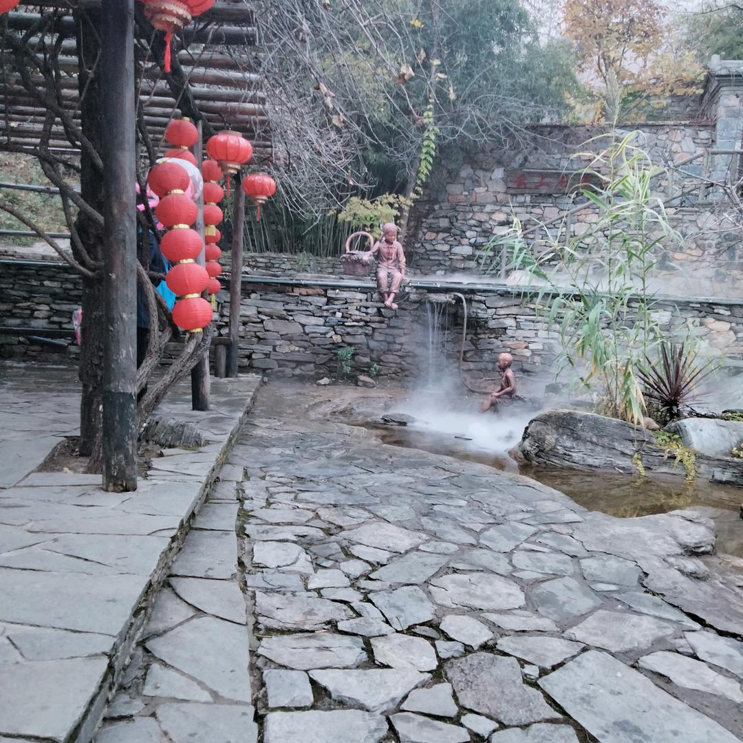 富贵竹