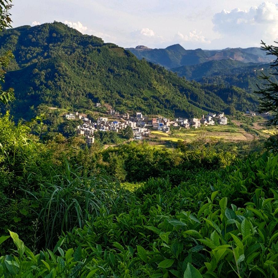 花🌸花🌸草🌿草🌿