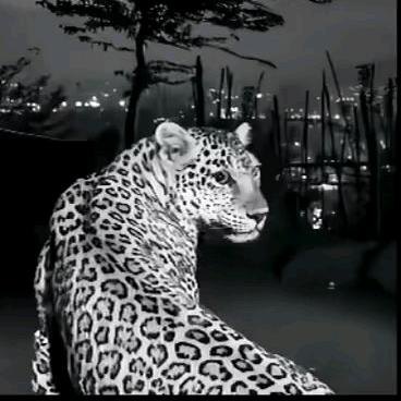 十九亿少女的梦