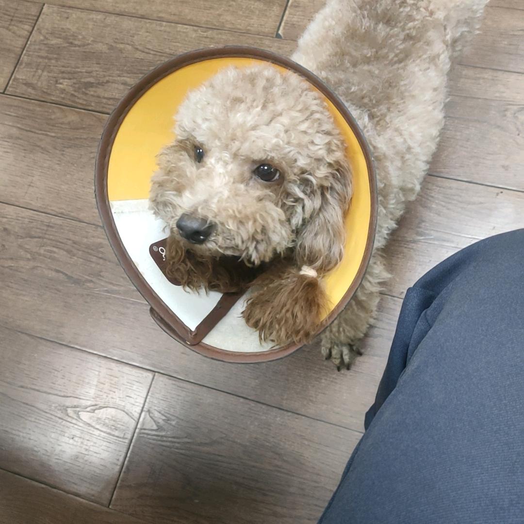 表哥（抖音会长）