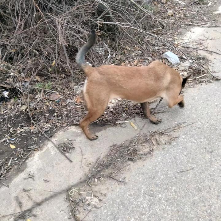 马犬东德养殖