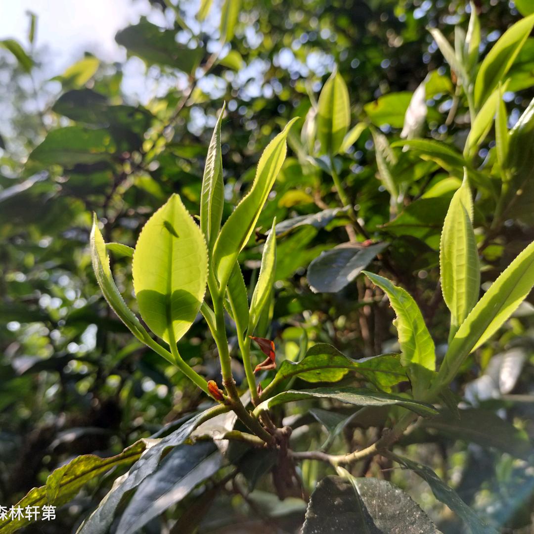 《滑竹梁子 核心区》《茶农 轩弟》