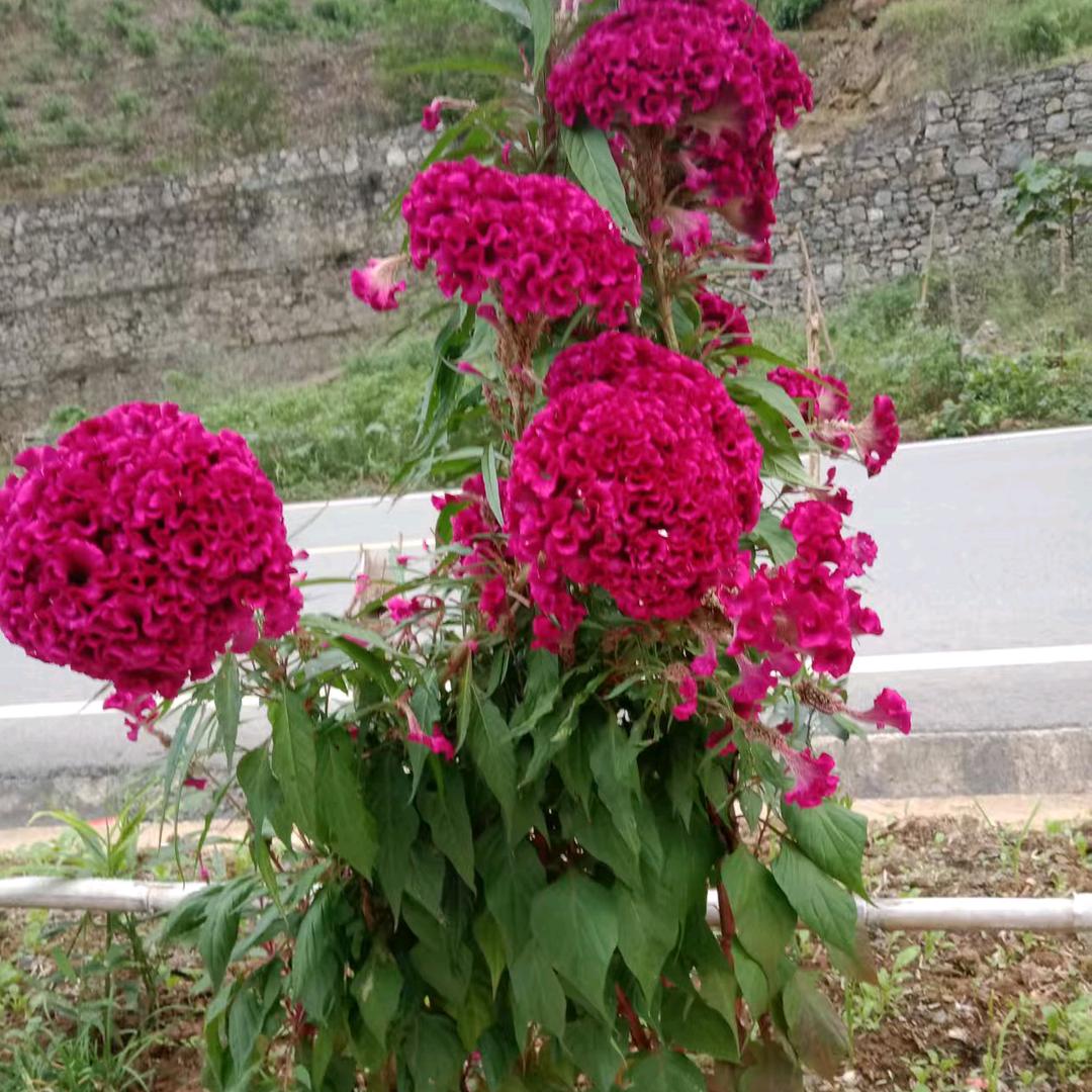 @🌹哈🌹哈🌹