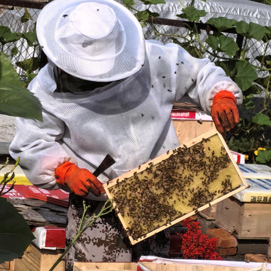老蒋头爱养蜂