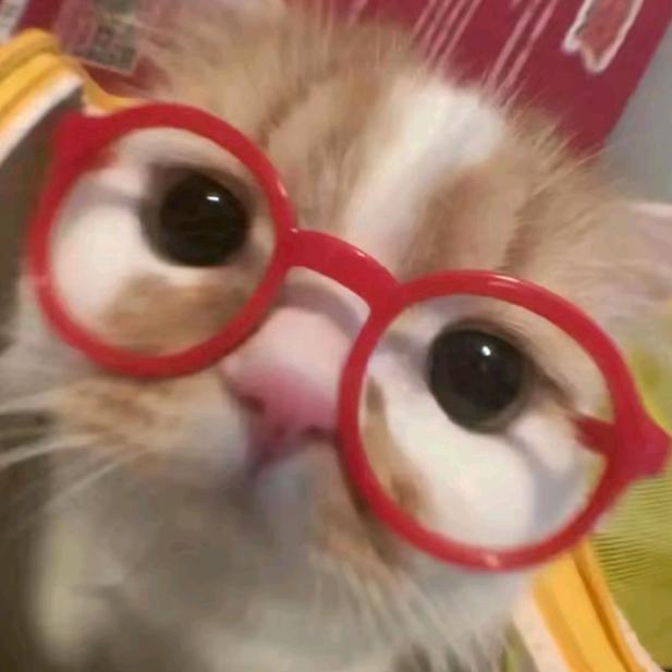 十九岁忧郁小猫