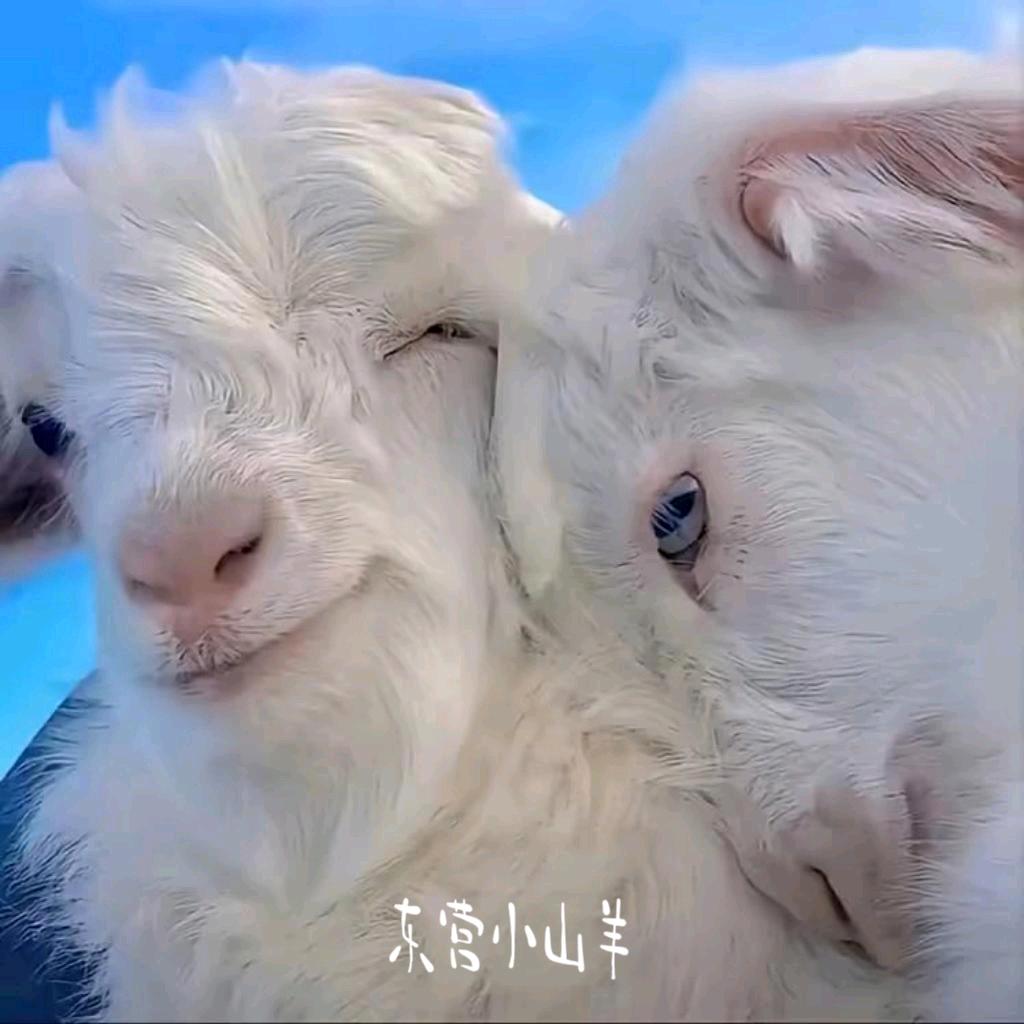 东营小山羊