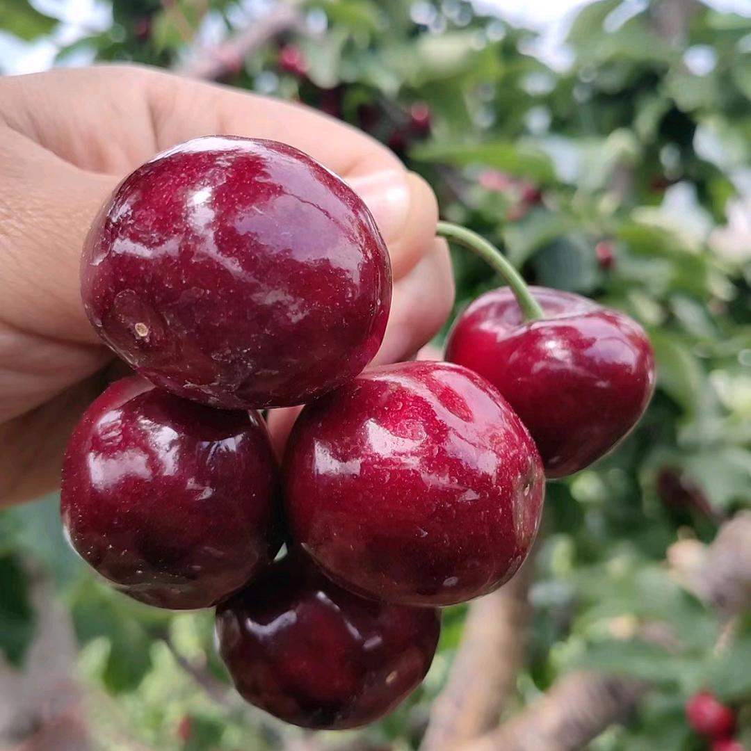 果果酱🍒