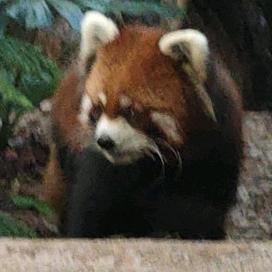 超级喜欢吃香菜