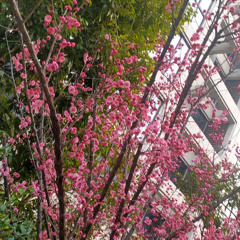 心想事成🌹