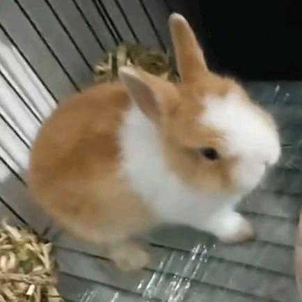 胸动