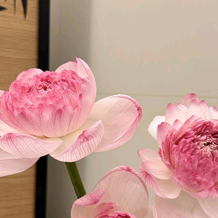 不晚·