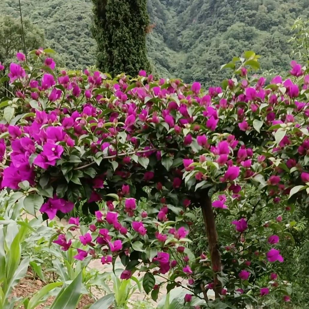 王大姐