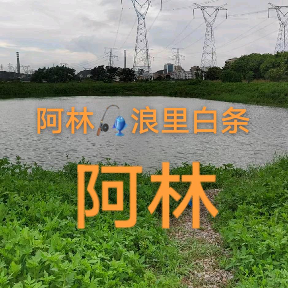 阿林🎣浪里白条