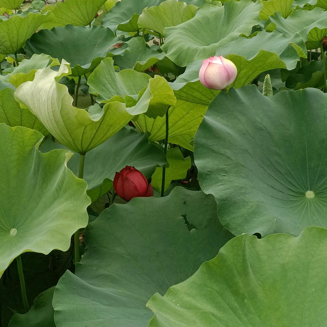 香水百合